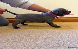 Staffordshire Bull Terrier dogs for sale: Gorgeous KC Reg/Health Tested Blue SBT Puppies - Image 10