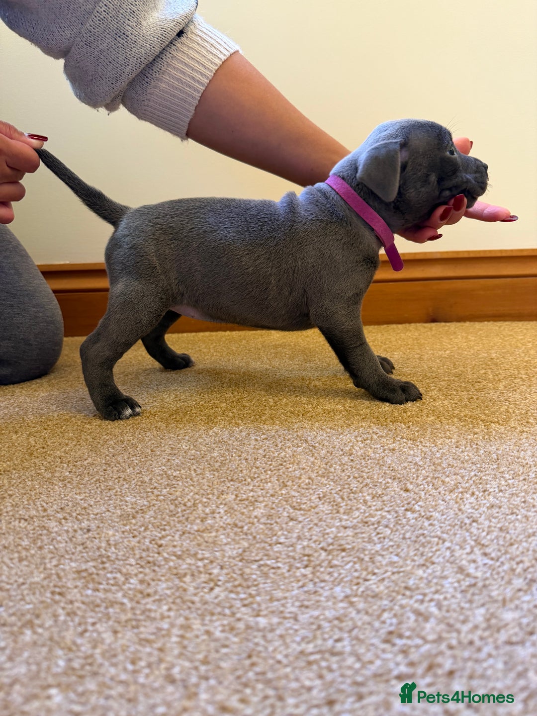 Staffordshire Bull Terrier dogs for sale: Gorgeous KC Reg/Health Tested Blue SBT Puppies - Image 10