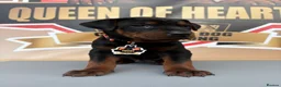 Chinese Red Dog dogs for sale: Stunning (Laizhou hong) Chinese red dog puppies  - Advert 17