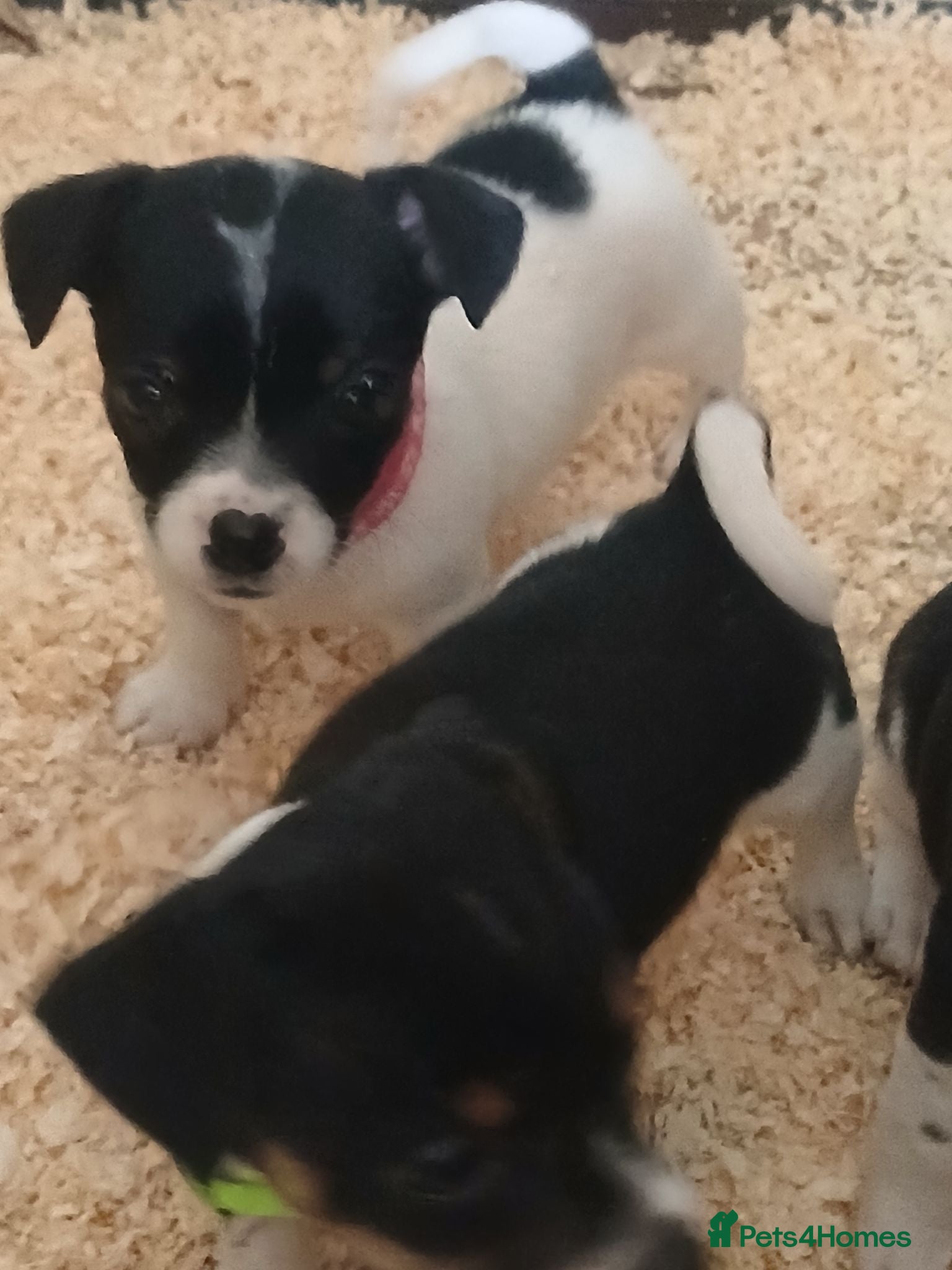 Jack Russell dogs Adorable Miniature Jack Russell puppies for sale - Advert 17