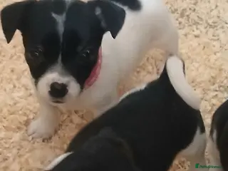 Jack Russell dogs Adorable Miniature Jack Russell puppies for sale - Advert 17