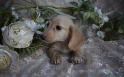Miniature Dachshund dogs for sale: KC Long Coat Miniature Dachshund puppies - Image 7