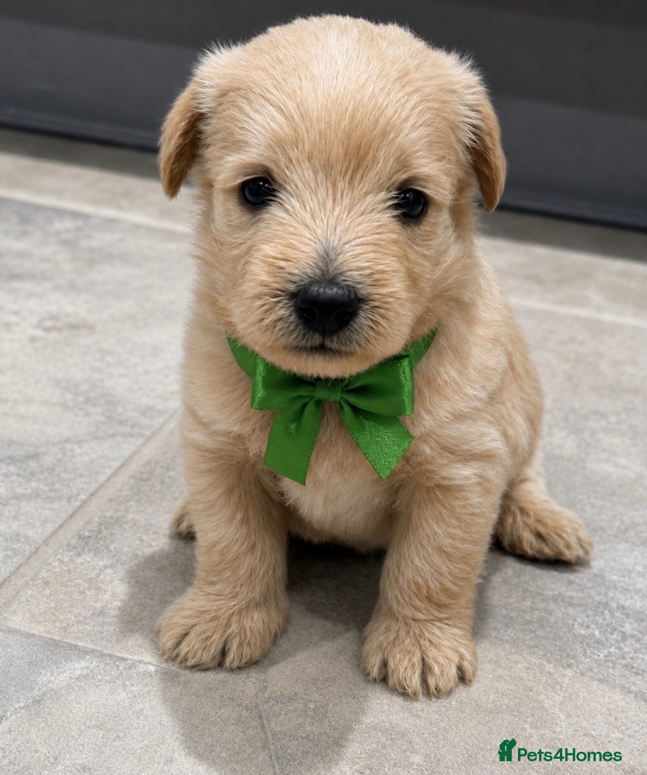 Westiepoo dogs Stunning Westiepoo’s From Health Tested Parents 🧬 - Advert 2