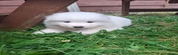 Samoyed dogs for sale: 2 Samoyed Puppies Looking for Their Forever Homes in Craven Arms - Advert 17