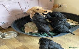 Mixed Breed dogs for sale: F1 Borderpoos - Image 12