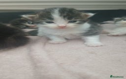 British Longhair cats for sale: Long haired kittens for sale - Image 5