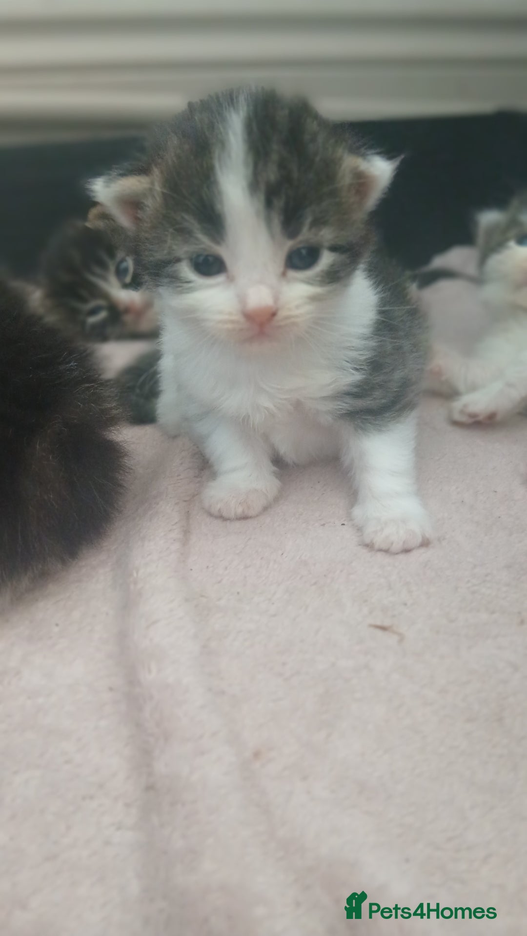 British Longhair cats for sale: Long haired kittens for sale - Image 5