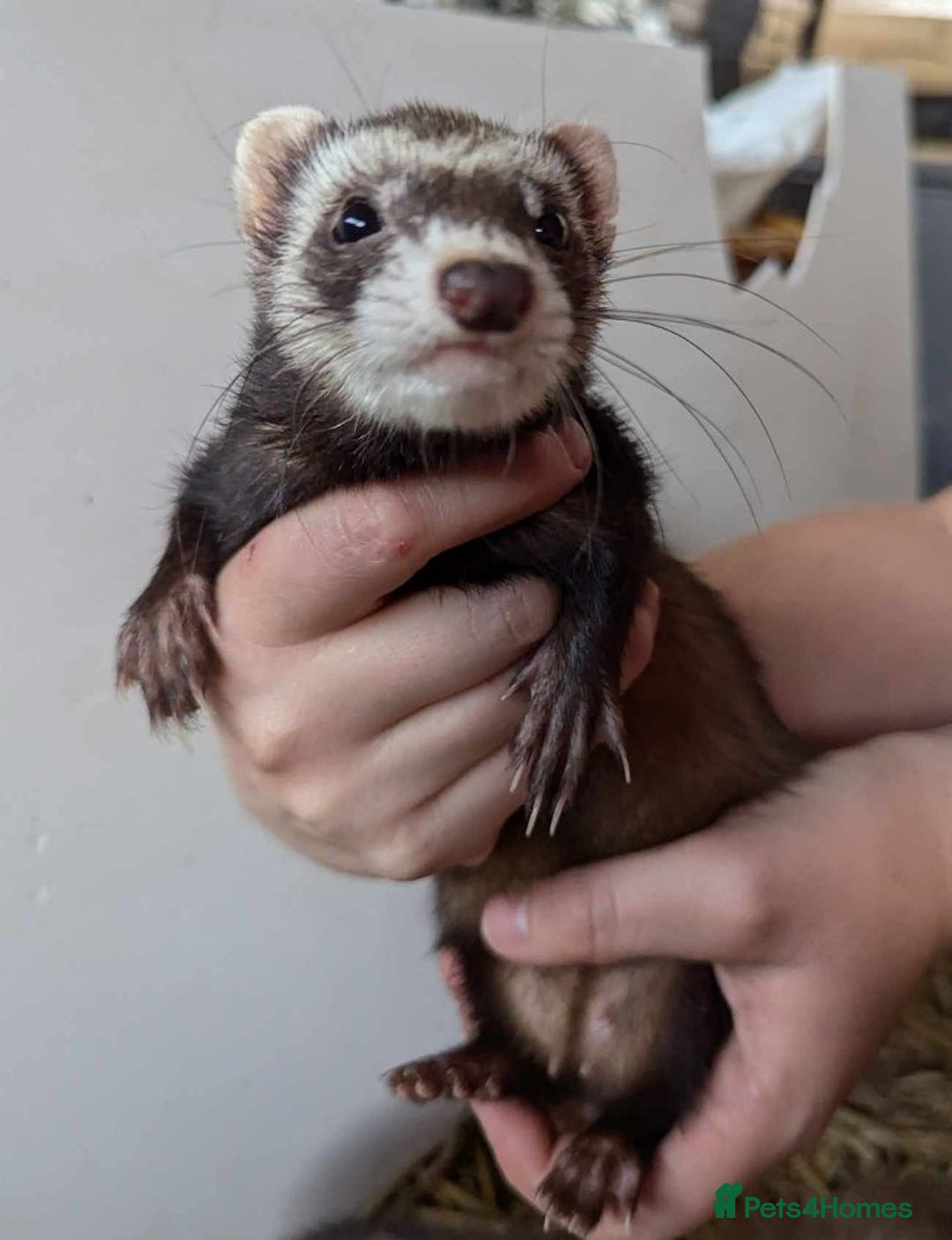 Ferret rodents for sale: Polecat Ferrets for sale  - Image 2
