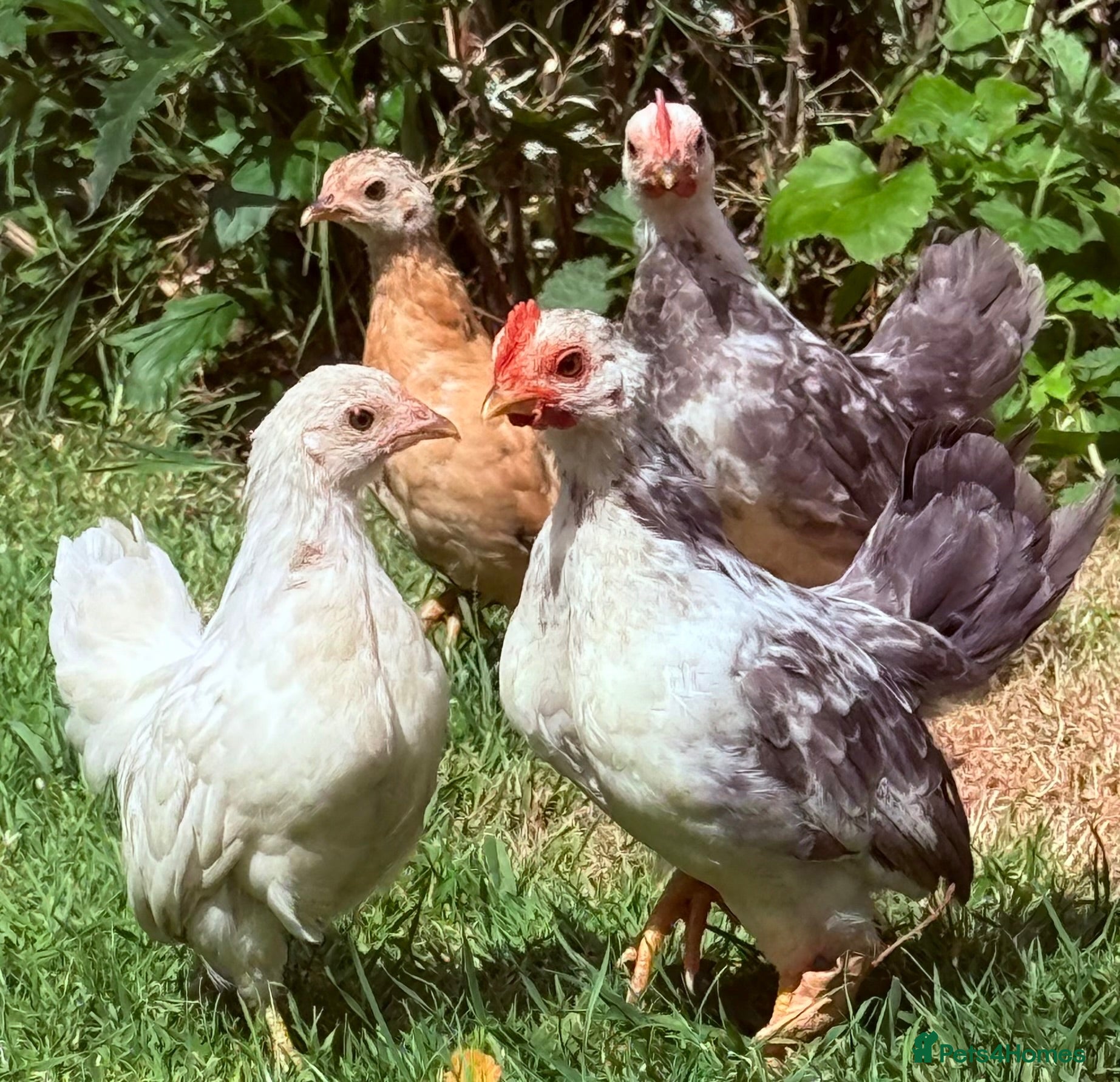 Chickens poultry Serama pairs - Advert 1
