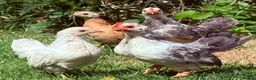 Chickens poultry for sale: Serama pairs - Advert 1