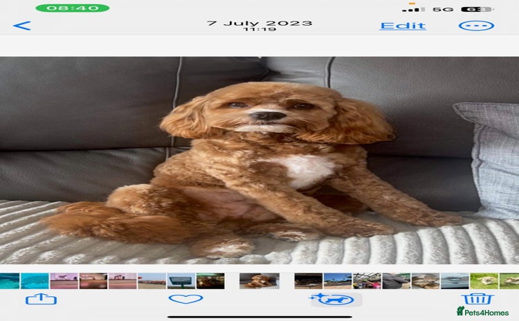 Cockapoo dogs in Barnsley - Advert 8