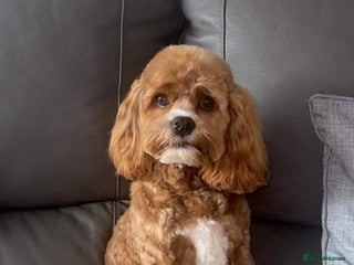 Cockapoo dogs in Barnsley - Advert 10