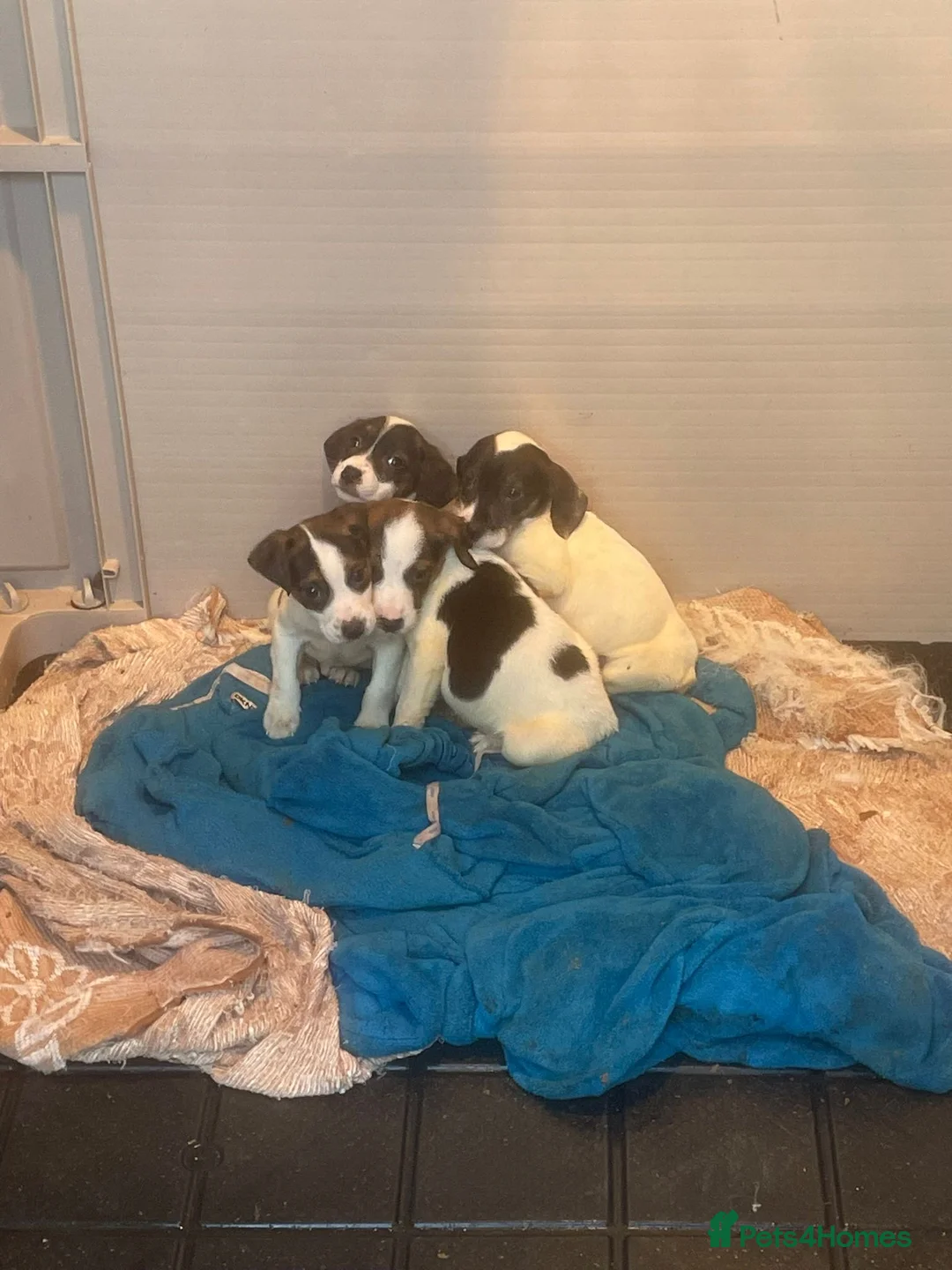 Mixed Breed dogs for sale: Beagle X Jack Russell  puppys  - Advert 3