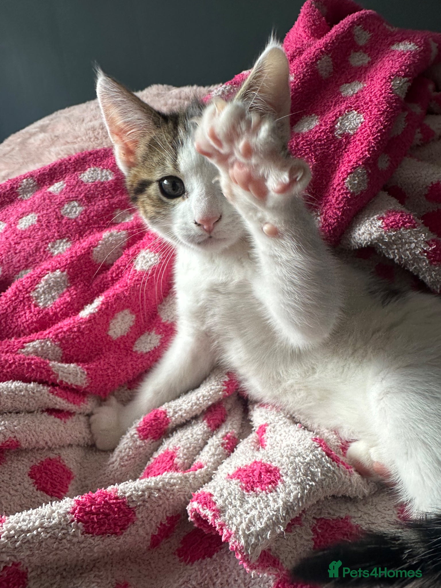 Mixed Breed cats 3 Lovely kittens for sale  - Advert 2