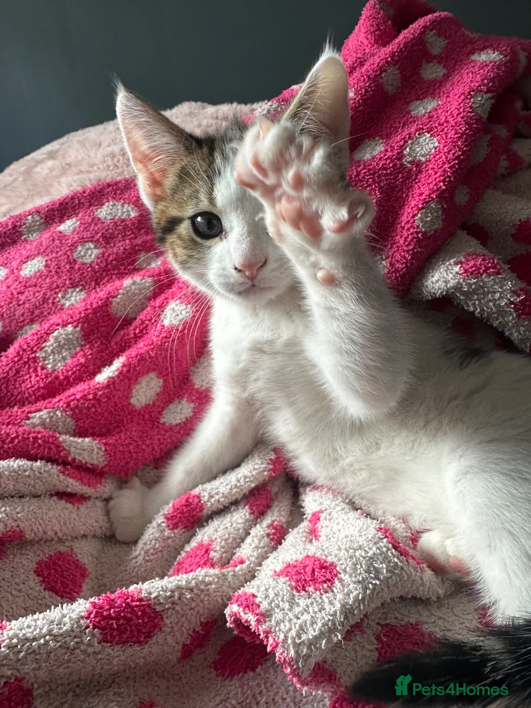 Mixed Breed cats for sale: 3 Lovely kittens for sale  - Advert 1