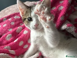 Mixed Breed cats 3 Lovely kittens for sale - Advert 3