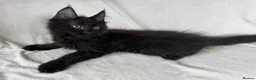 Maine Coon cats for sale: Reduced! TICA Maine Coon Kittens active possible  - Advert 9