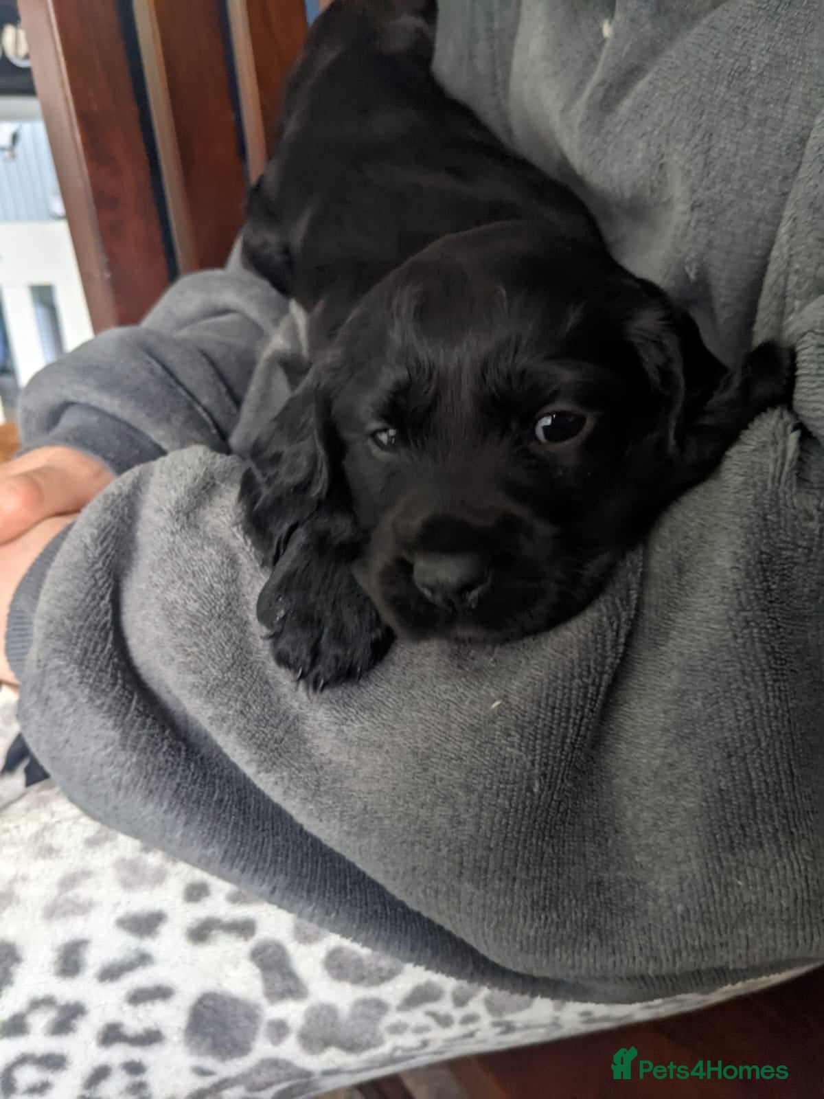 Cocker Spaniel dogs Cocker spaniel puppies  - Advert 1