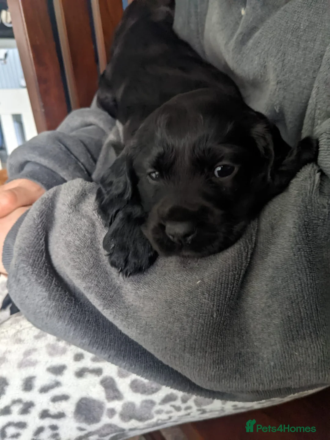 Cocker Spaniel dogs for sale: Cocker spaniel puppies  - Advert 1