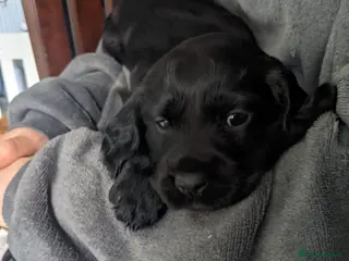 Cocker Spaniel dogs Cocker spaniel puppies - Advert 1