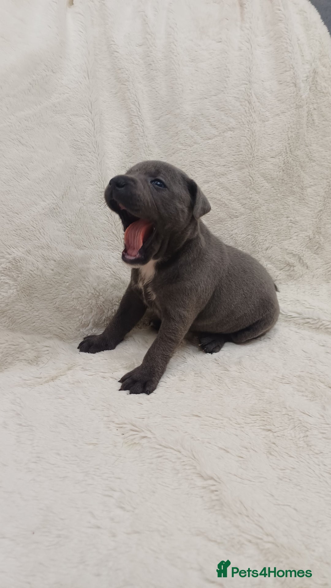 Staffordshire Bull Terrier dogs for sale: Beautiful blue staffy puppies  - Advert 8