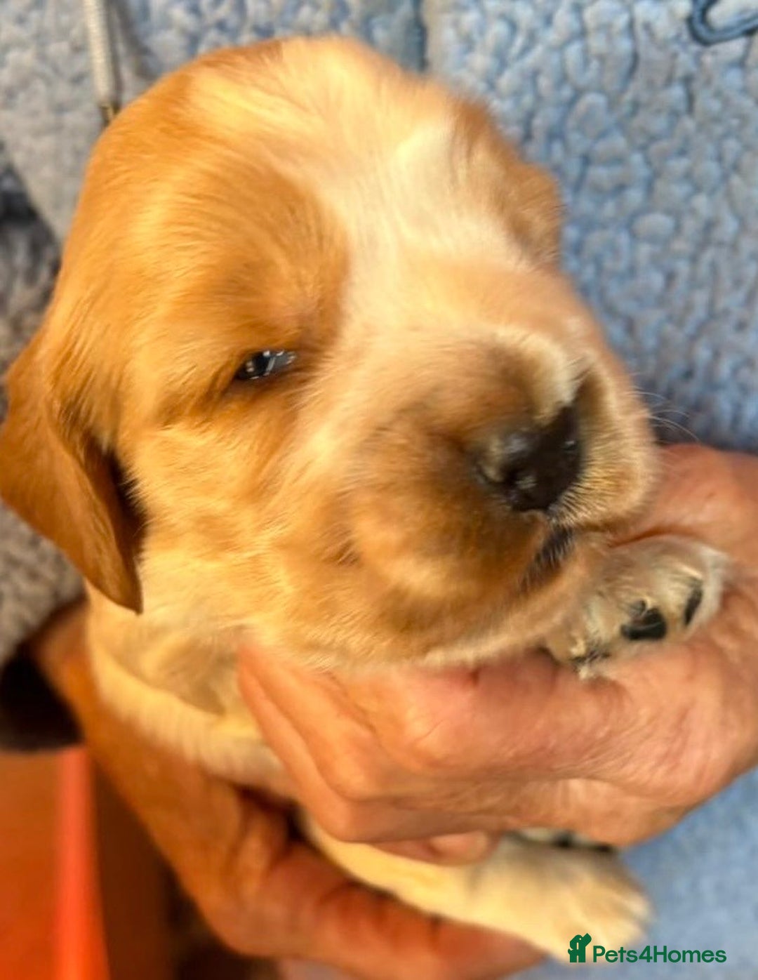 Cocker Spaniel dogs for sale: Show cocker spaniel pups  - Image 26