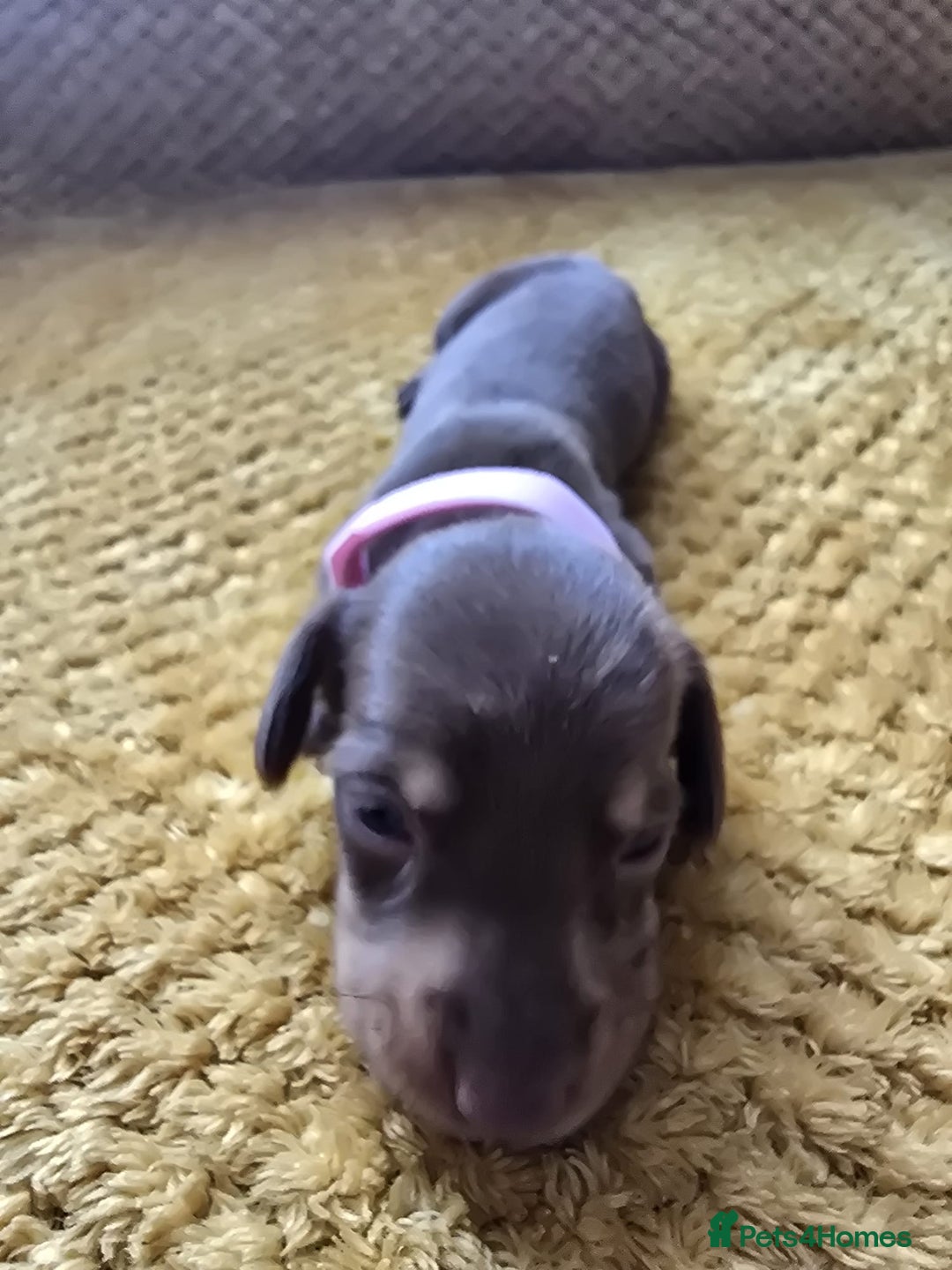 Miniature Dachshund dogs for sale: KC registered miniature dachshund puppies - Image 10