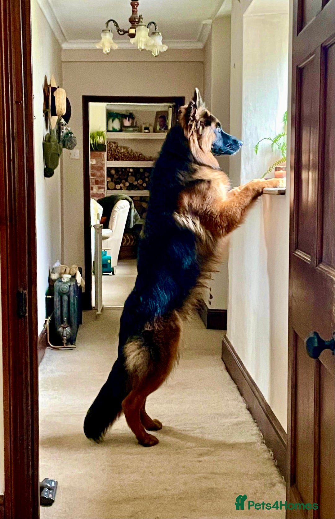 German Shepherd dogs for sale: Puppies - Long hair/Straight back German Shepherd - Advert 3