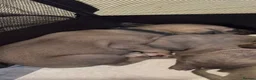 Mixed Breed dogs for sale: Beautiful Whippet/Greyhound Puppies in Penrhyndeudraeth - Advert 3