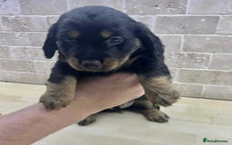 Dachshund dogs for sale: Miniature Dachshund puppies - Image 13