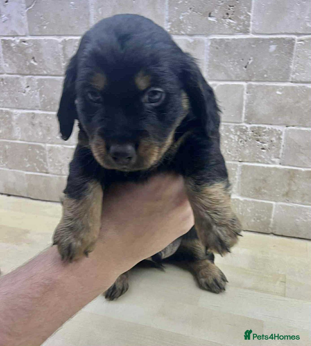 Dachshund dogs for sale: Miniature Dachshund puppies - Image 13
