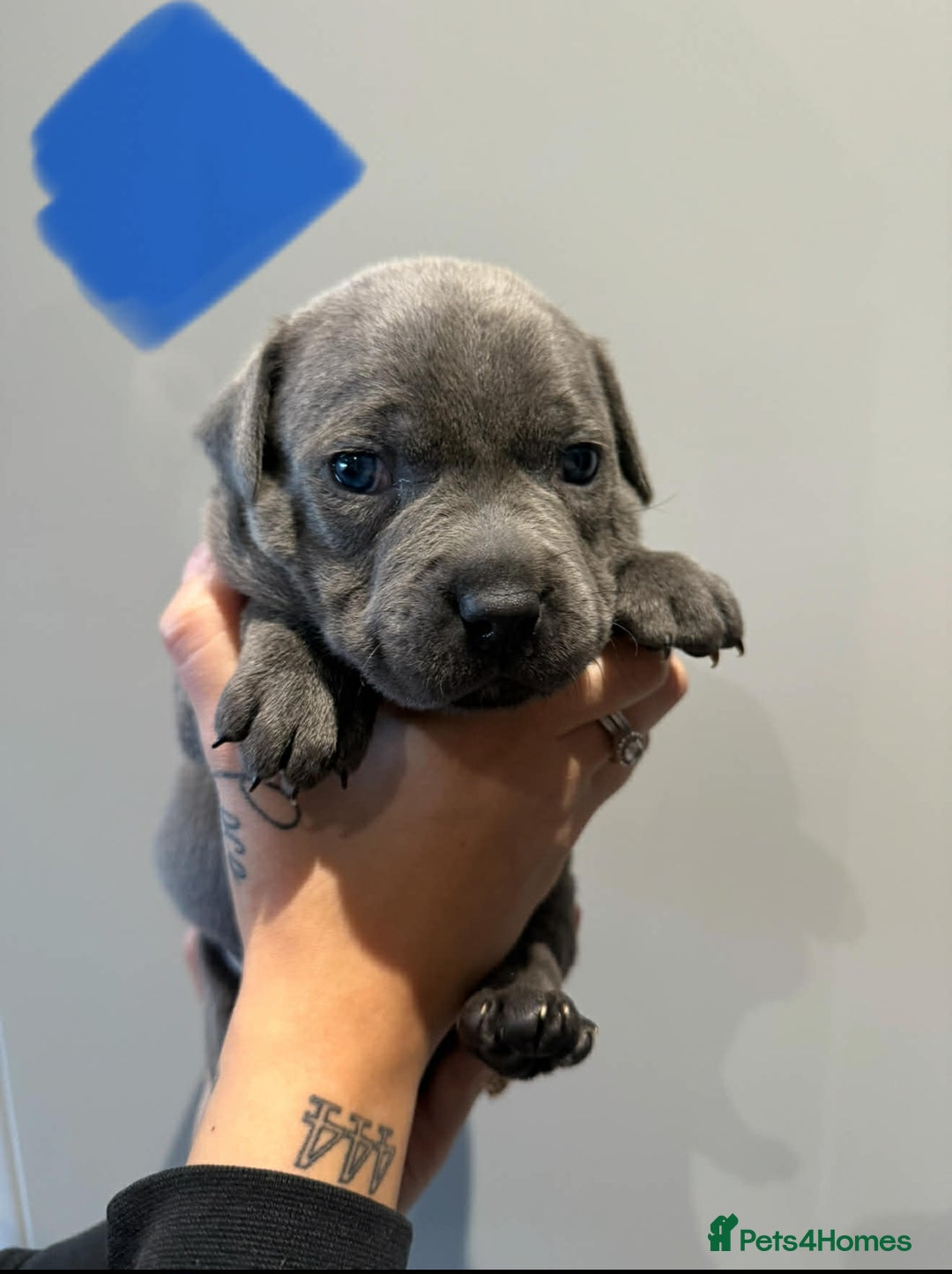 Staffordshire Bull Terrier dogs for sale: Blue Staffordshire bull terrier pups  - Advert 10