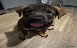 Mixed Breed dogs for sale: German Shepherd x Rottweiler puppies | READY TO GO - Image 14