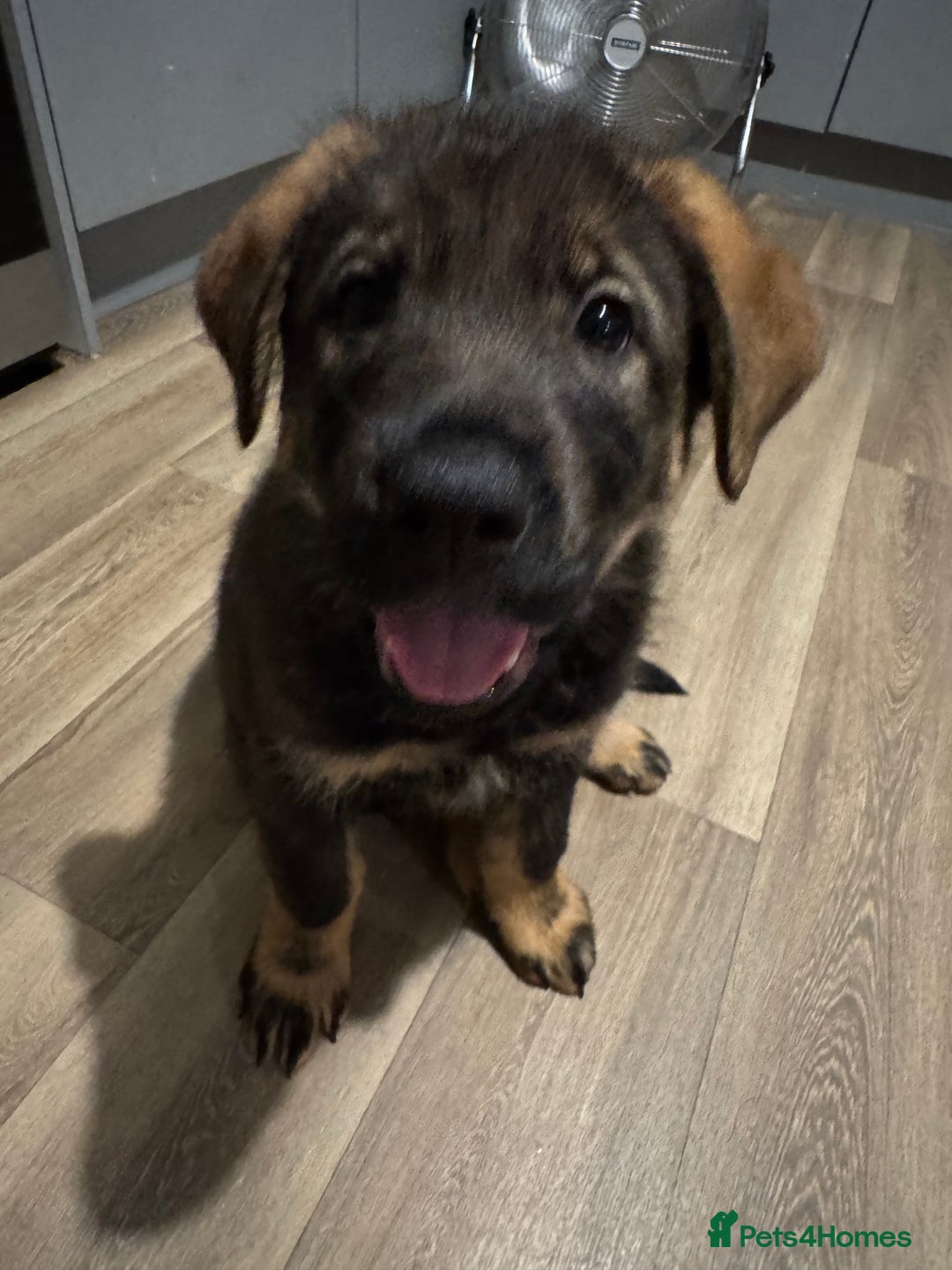 Mixed Breed dogs for sale: German Shepherd x Rottweiler puppies | READY TO GO - Image 14