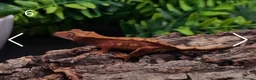 Gecko reptiles for sale: Juvenile Crested Geckos with full Lineage - Advert 20
