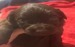 Mixed Breed dogs for sale: Cockeranians - Image 9