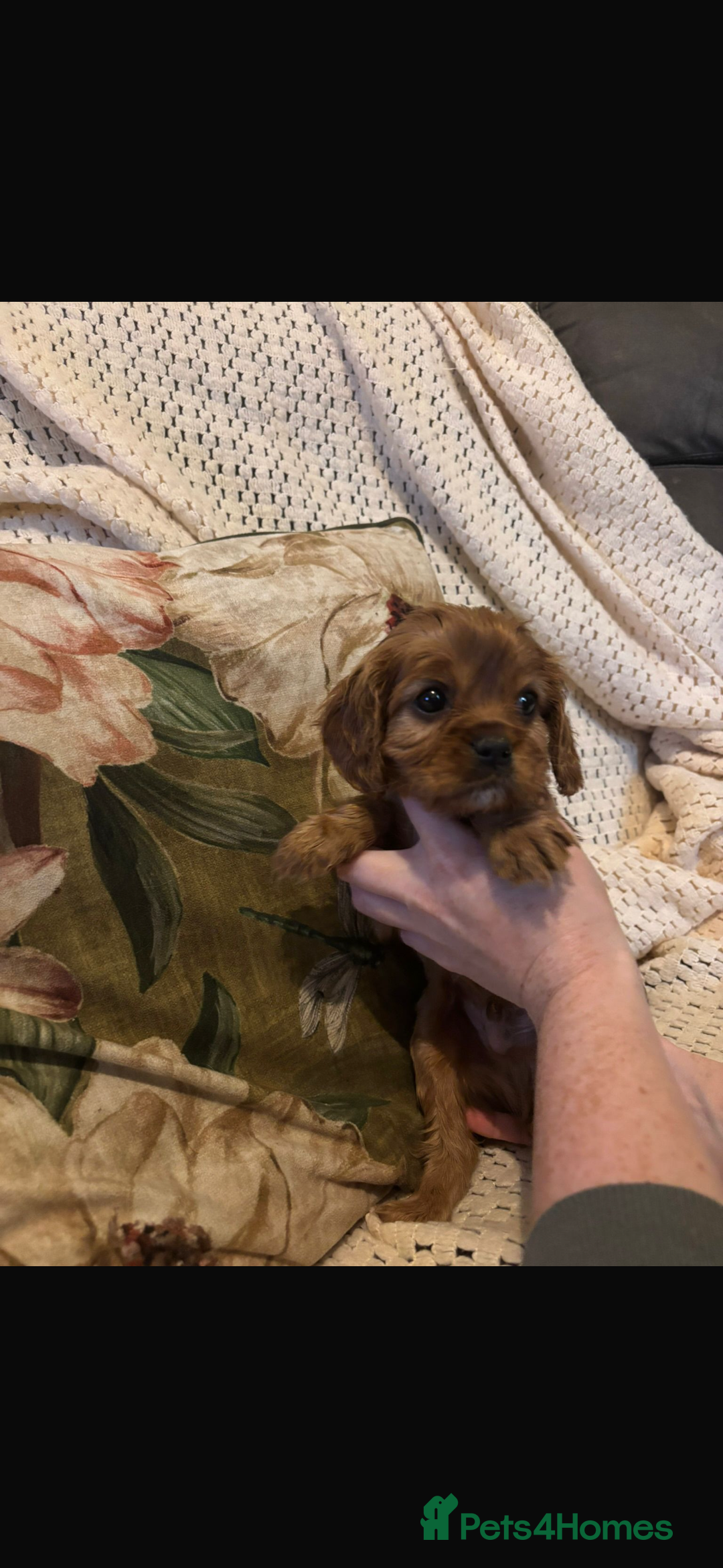 Cavalier King Charles Spaniel dogs for sale: Cavalier King Charles spaniel puppies  - Advert 4