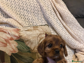 Cavalier King Charles Spaniel dogs Cavalier King Charles spaniel puppies - Advert 17