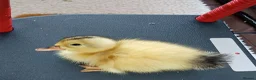 Mixed Breed livestock for sale: Appleyard ducklings - Advert 3