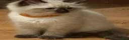 Ragdoll cats for sale: Ragdoll kittens age 17 weeks ready now  in Newtown - Advert 11