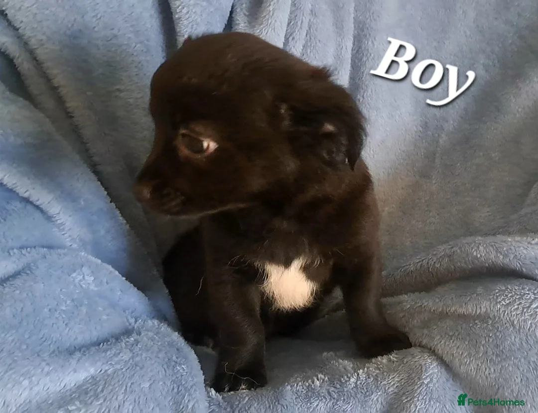 Chihuahua dogs for sale: 10 week old male long coat chihuahua pup - Advert 18