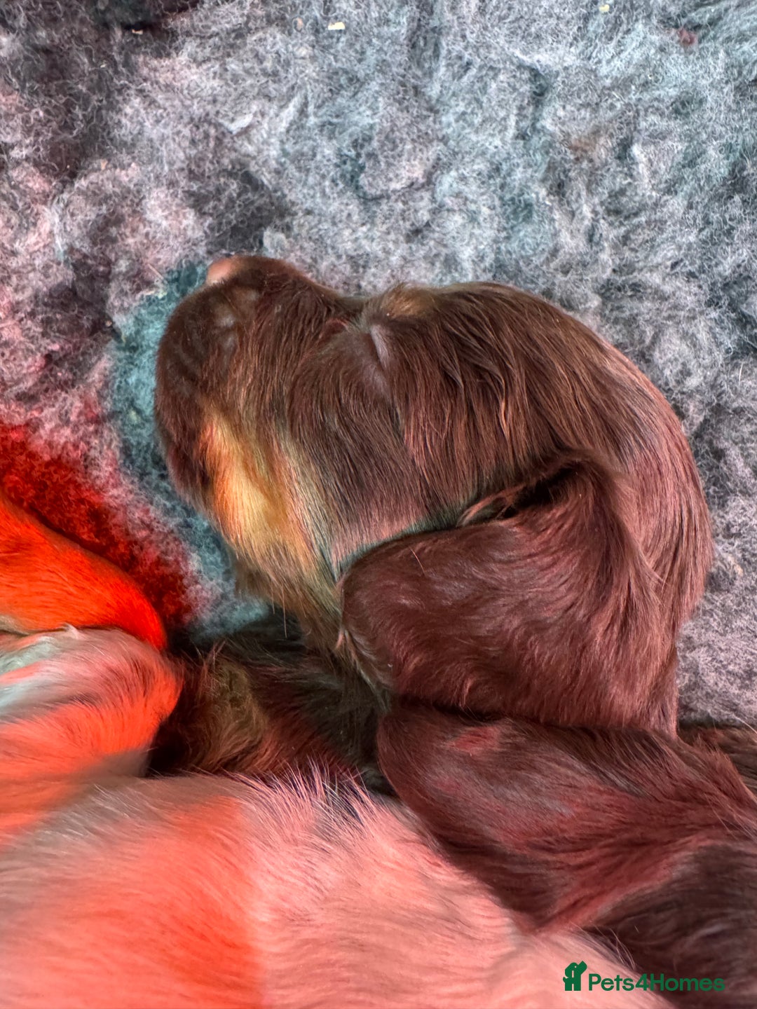 Cocker Spaniel dogs for sale: Working Cocker Spaniel Puppies - Advert 8