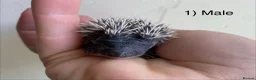 Pygmy Hedgehog rodents for sale: Male hoglets for sale! - Advert 12