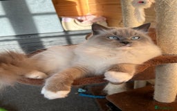Ragdoll cats for sale: Very friendly fluffy girls - Image 1