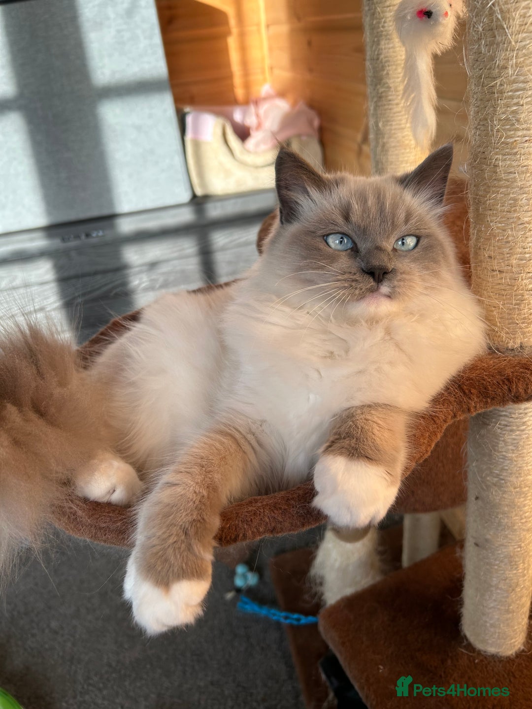 Ragdoll cats for sale: Very friendly fluffy girls - Image 1