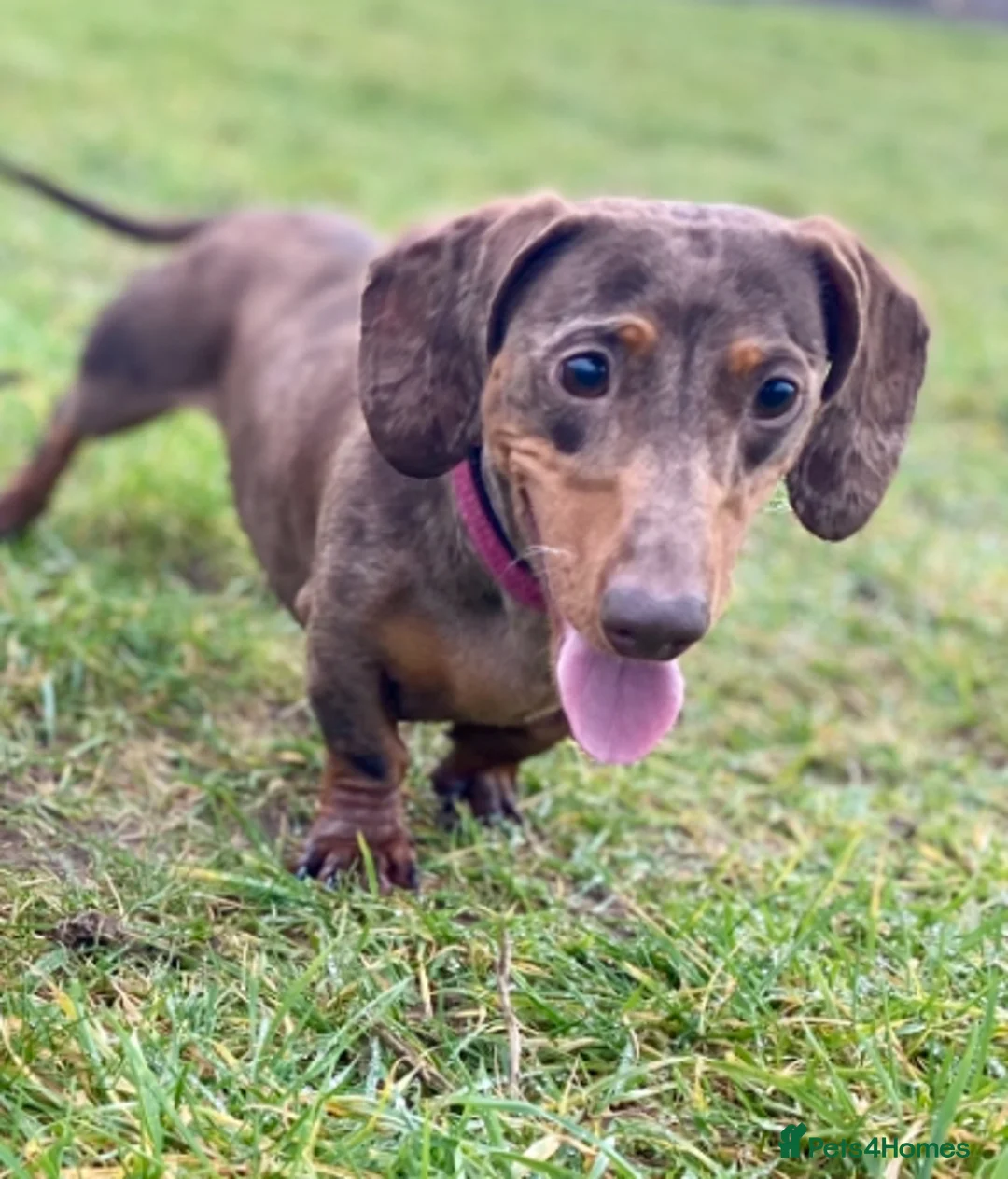 Miniature Dachshund dogs for sale: Perfect Family Pet - Advert 3