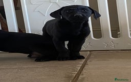 Labrador Retriever dogs for sale: 3 black labrador puppies  - Image 1