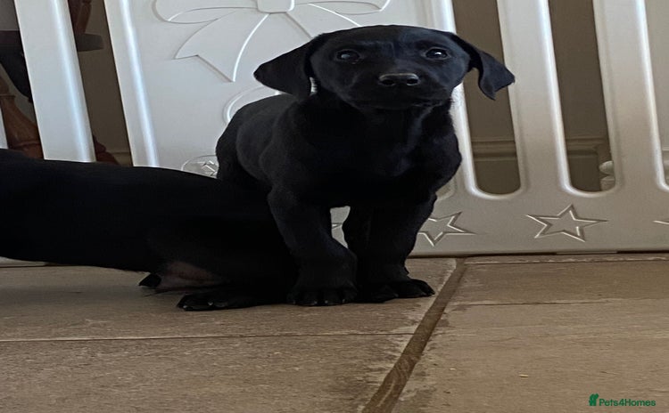 Labrador Retriever dogs - Advert 15