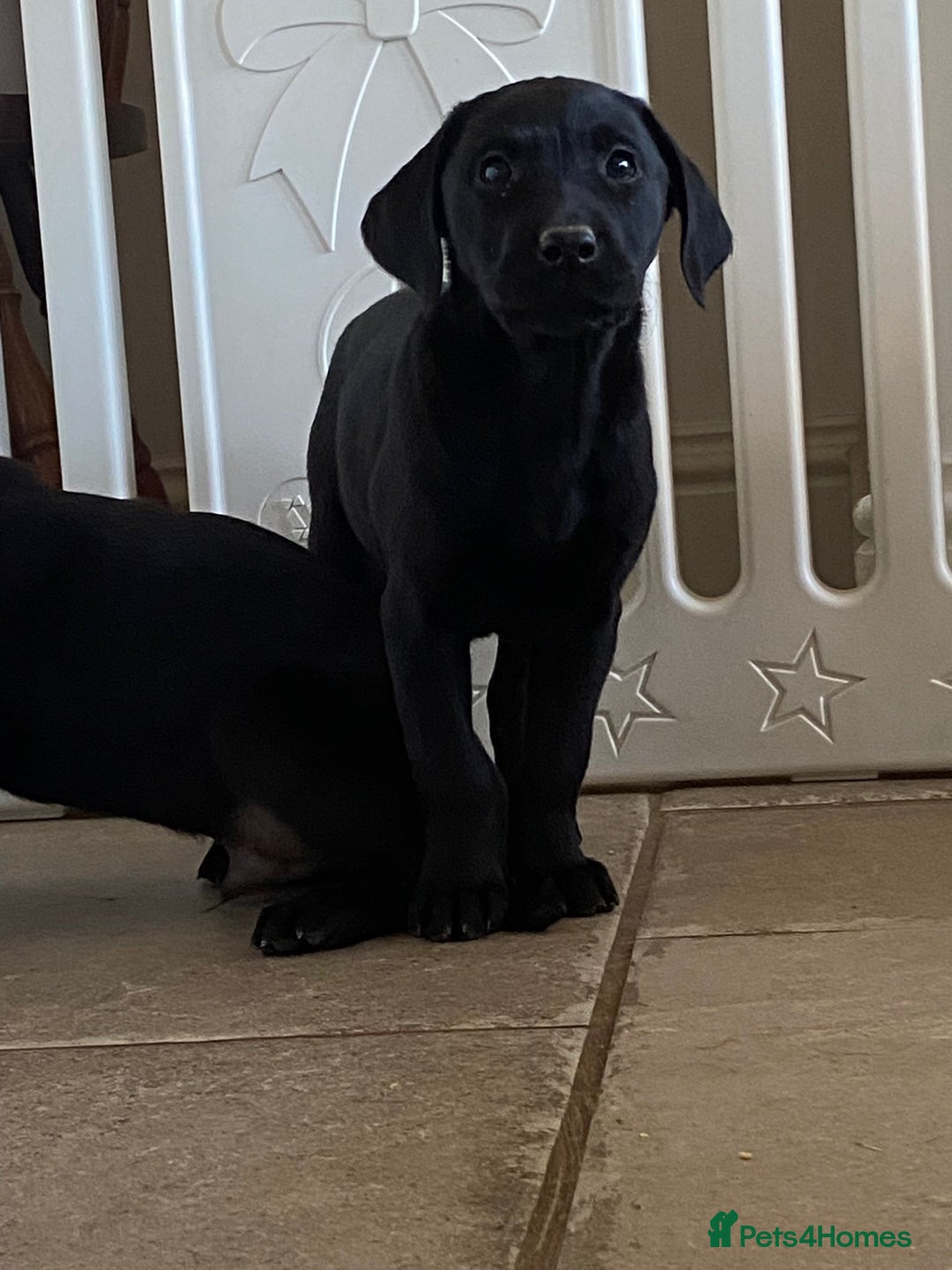 Labrador Retriever dogs for sale: 3 black labrador puppies  - Image 1