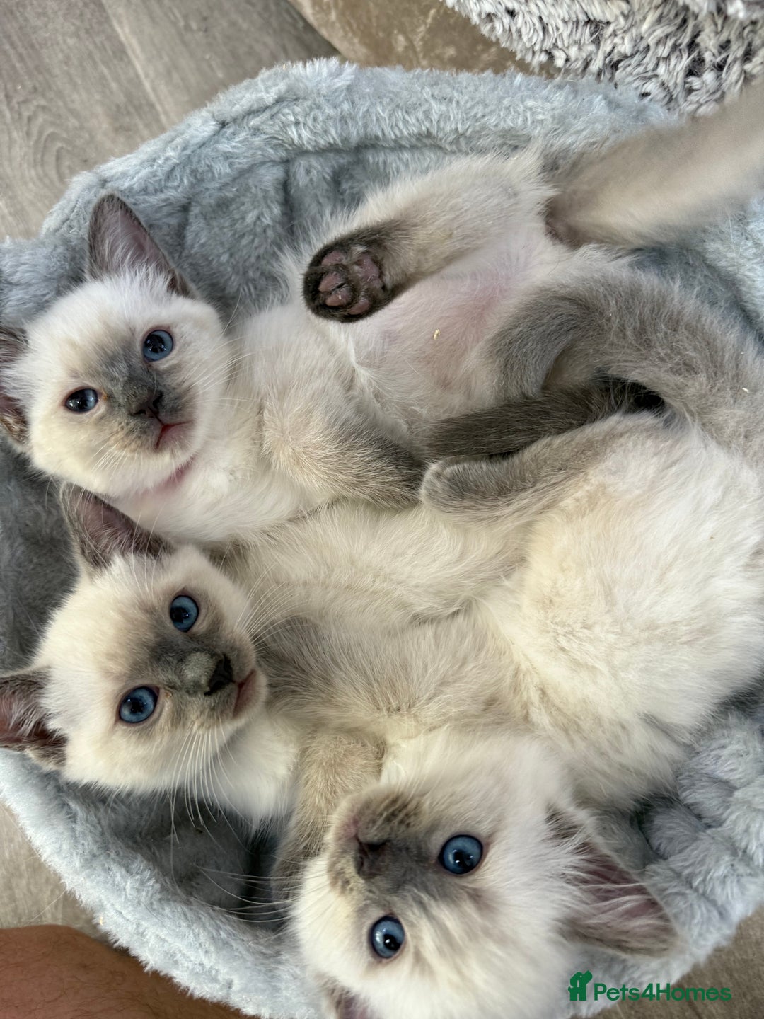 Ragdoll cats for sale: 3 fluffy fluff balls of Ragdoll… 07508 297567 - Image 1